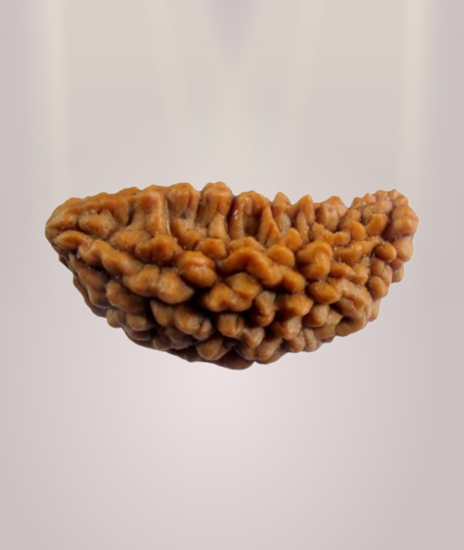 1 Mukhi Rudraksha