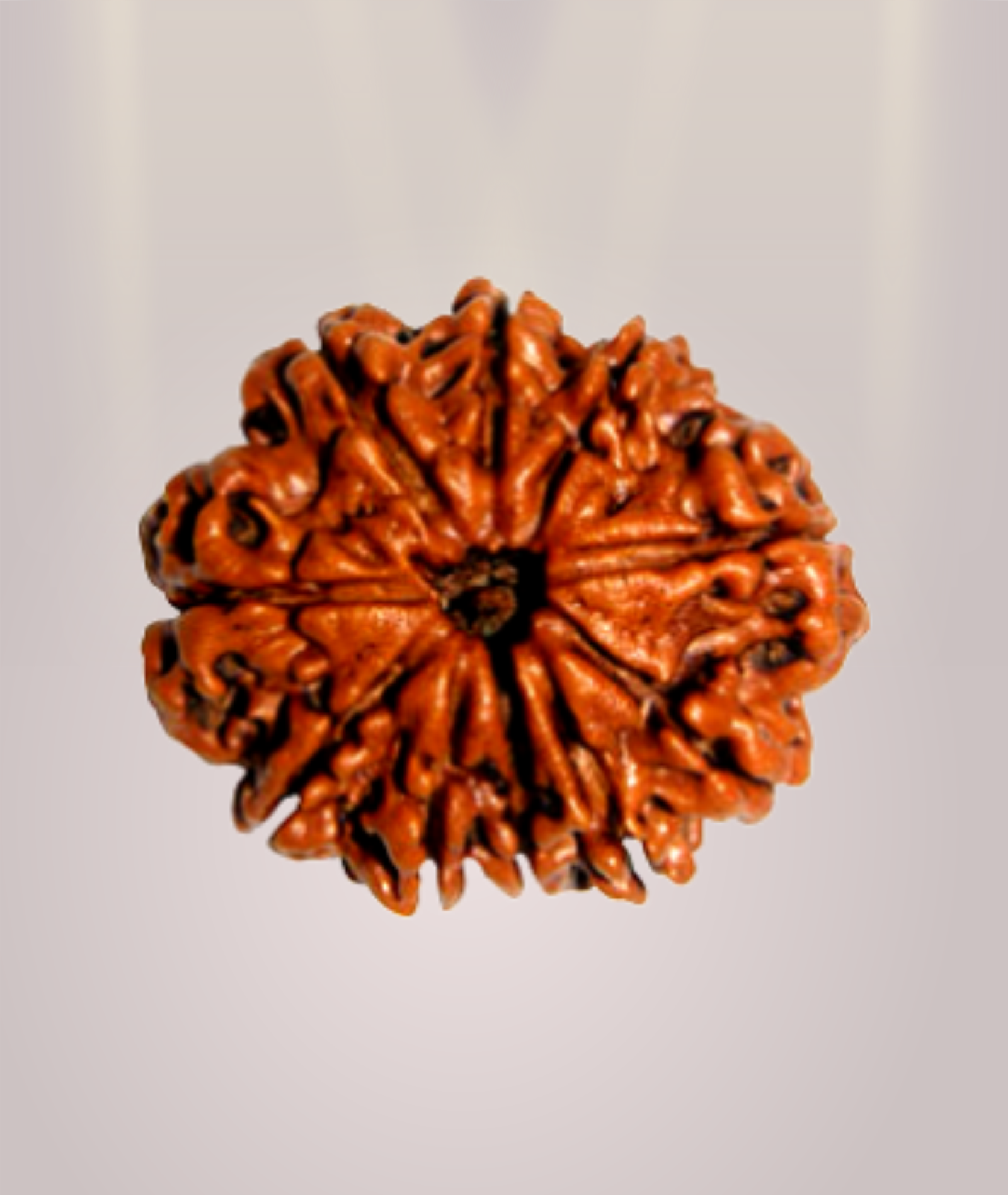 10 Mukhi Rudraksha
