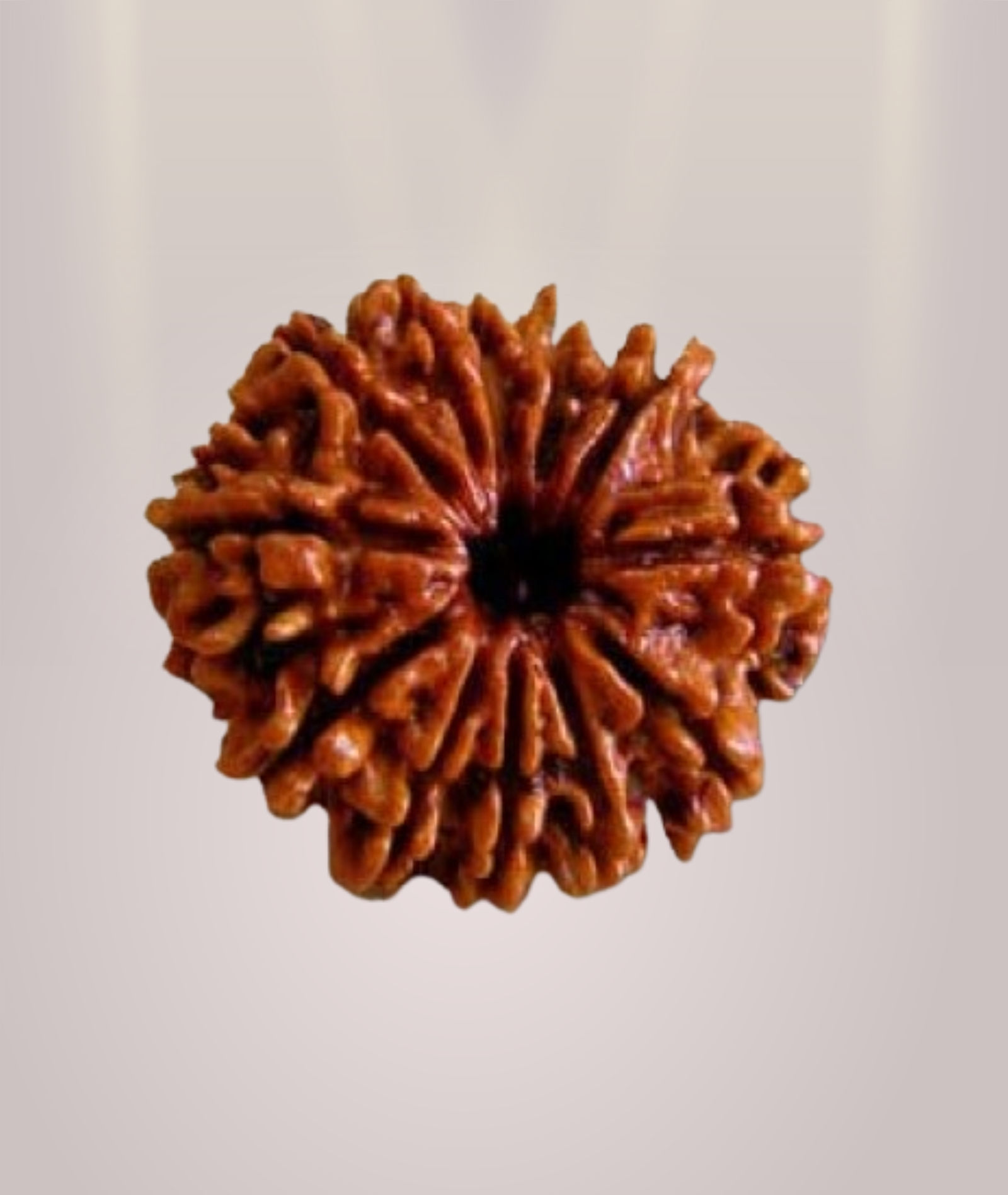 12 Mukhi Rudraksha
