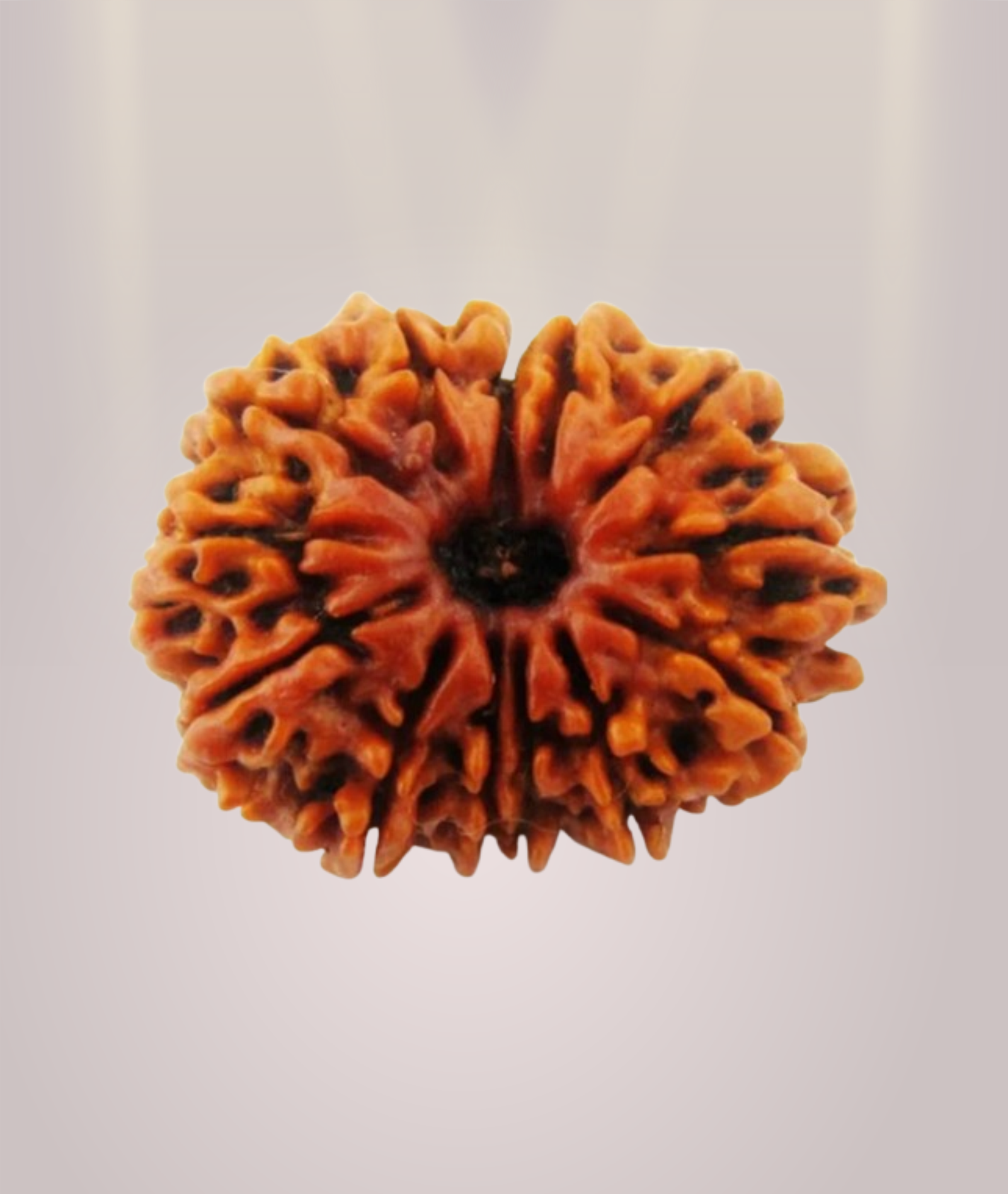 13 Mukhi Rudraksha