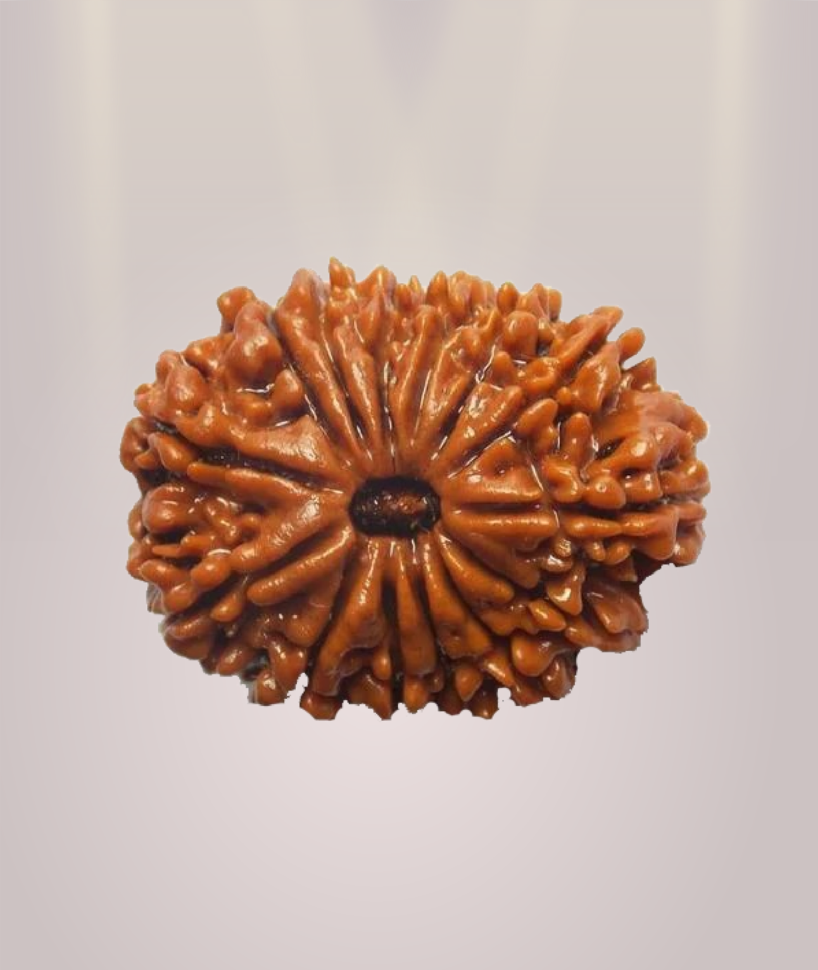 14 Mukhi Rudraksha