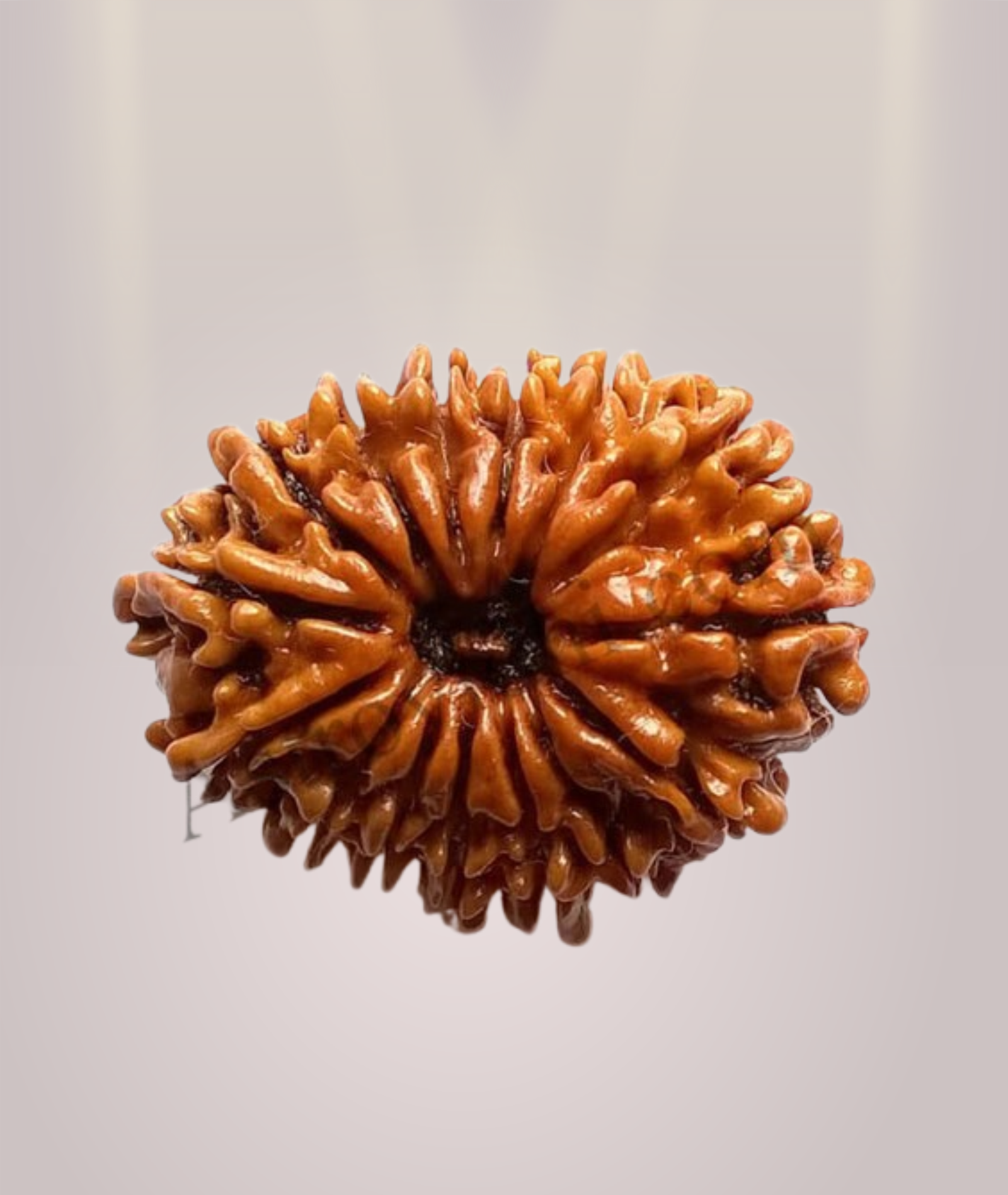 15 Mukhi Rudraksha