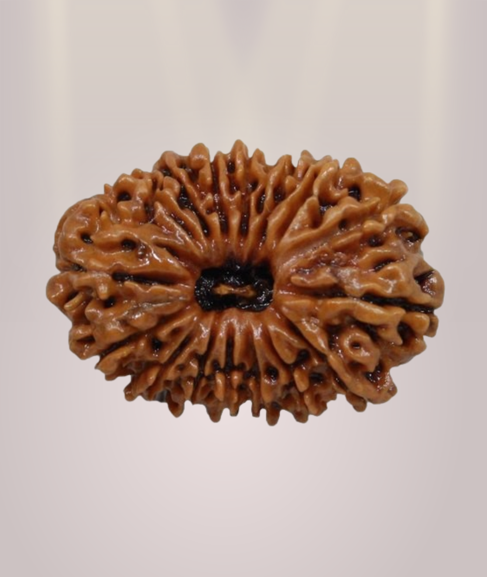 16 Mukhi Rudraksha