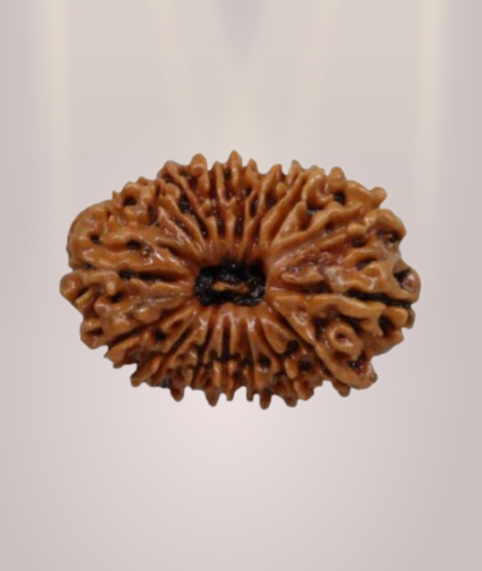 17 Mukhi Rudraksha
