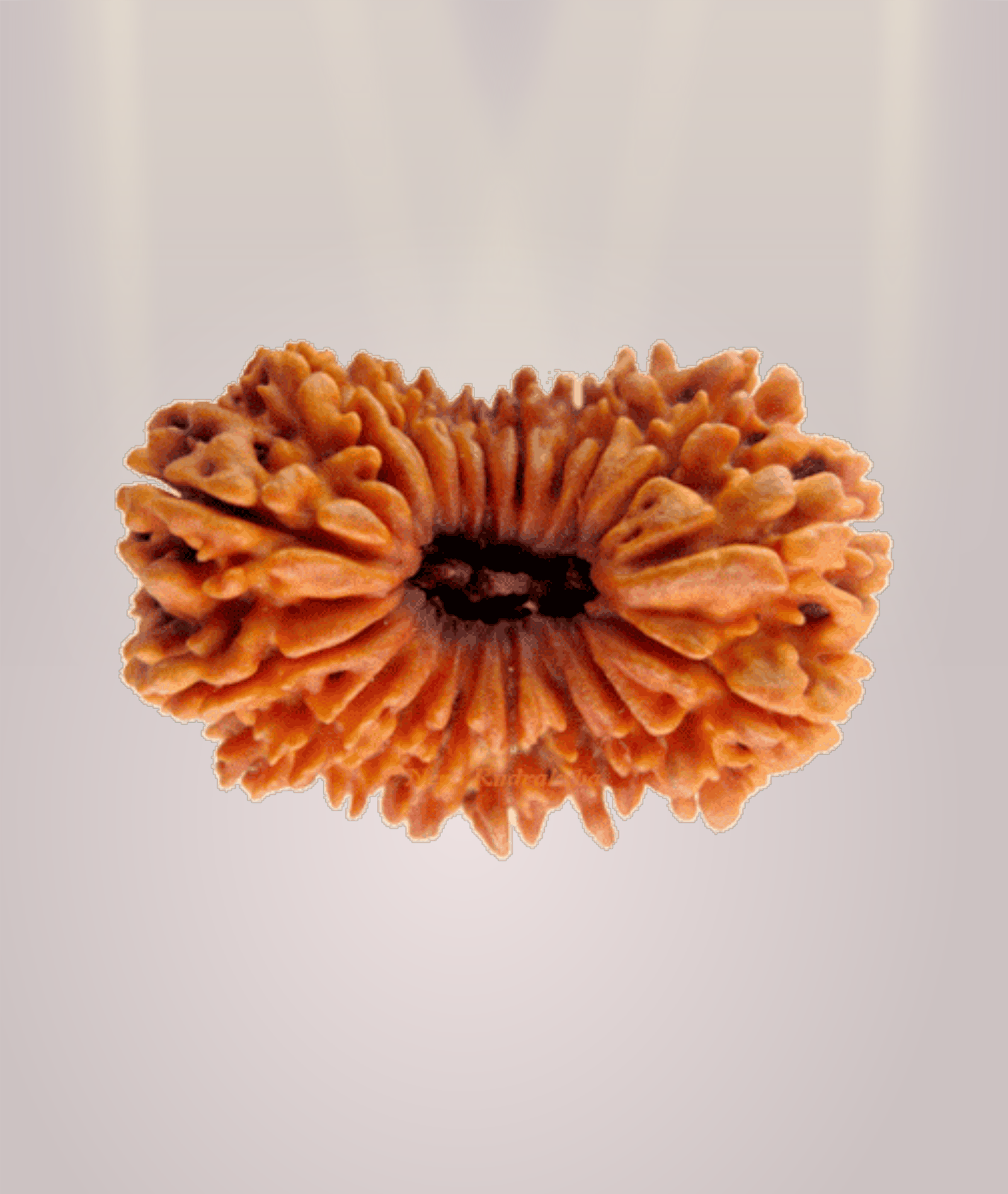 18 Mukhi Rudraksha