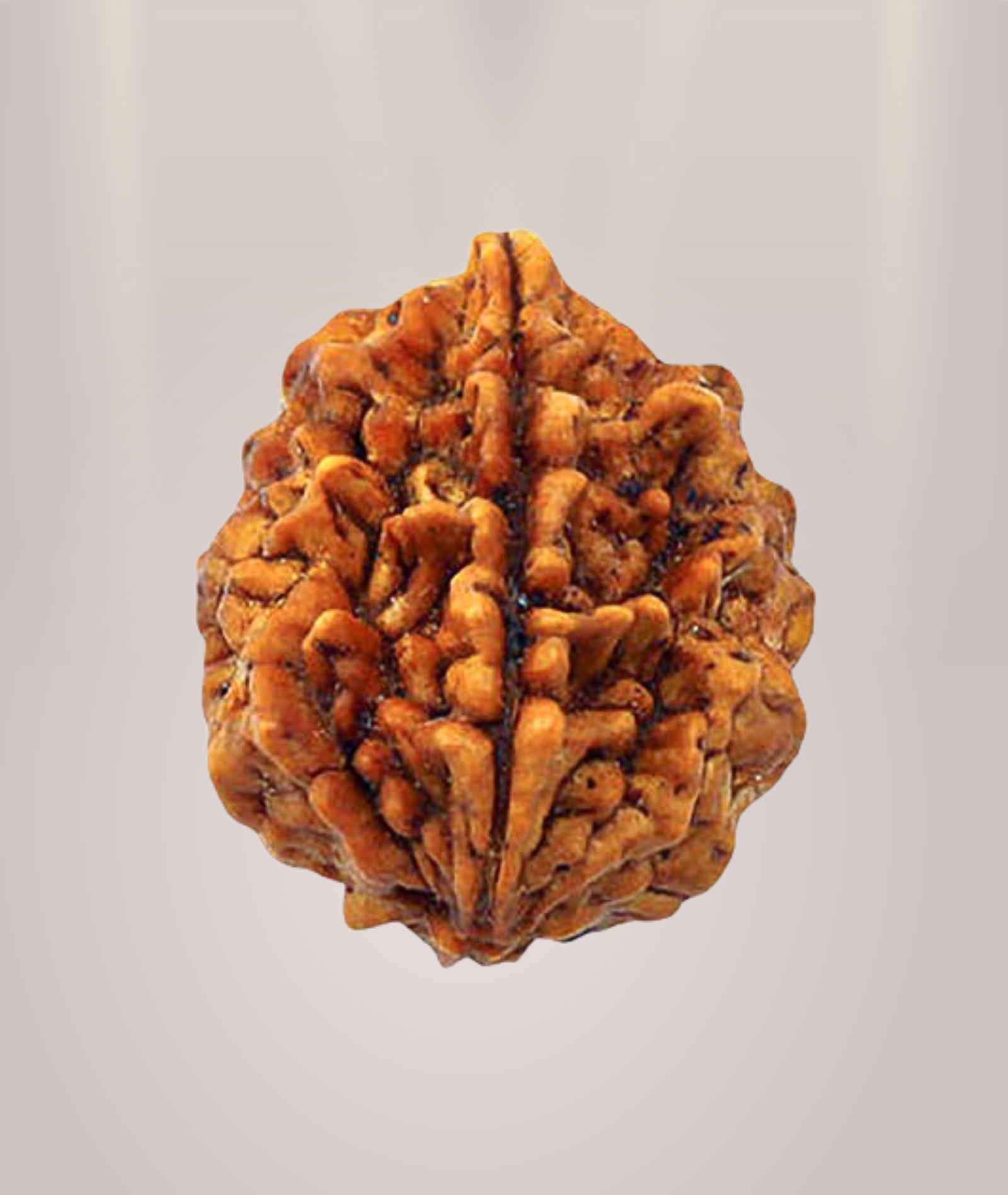 2 Mukhi Rudraksha