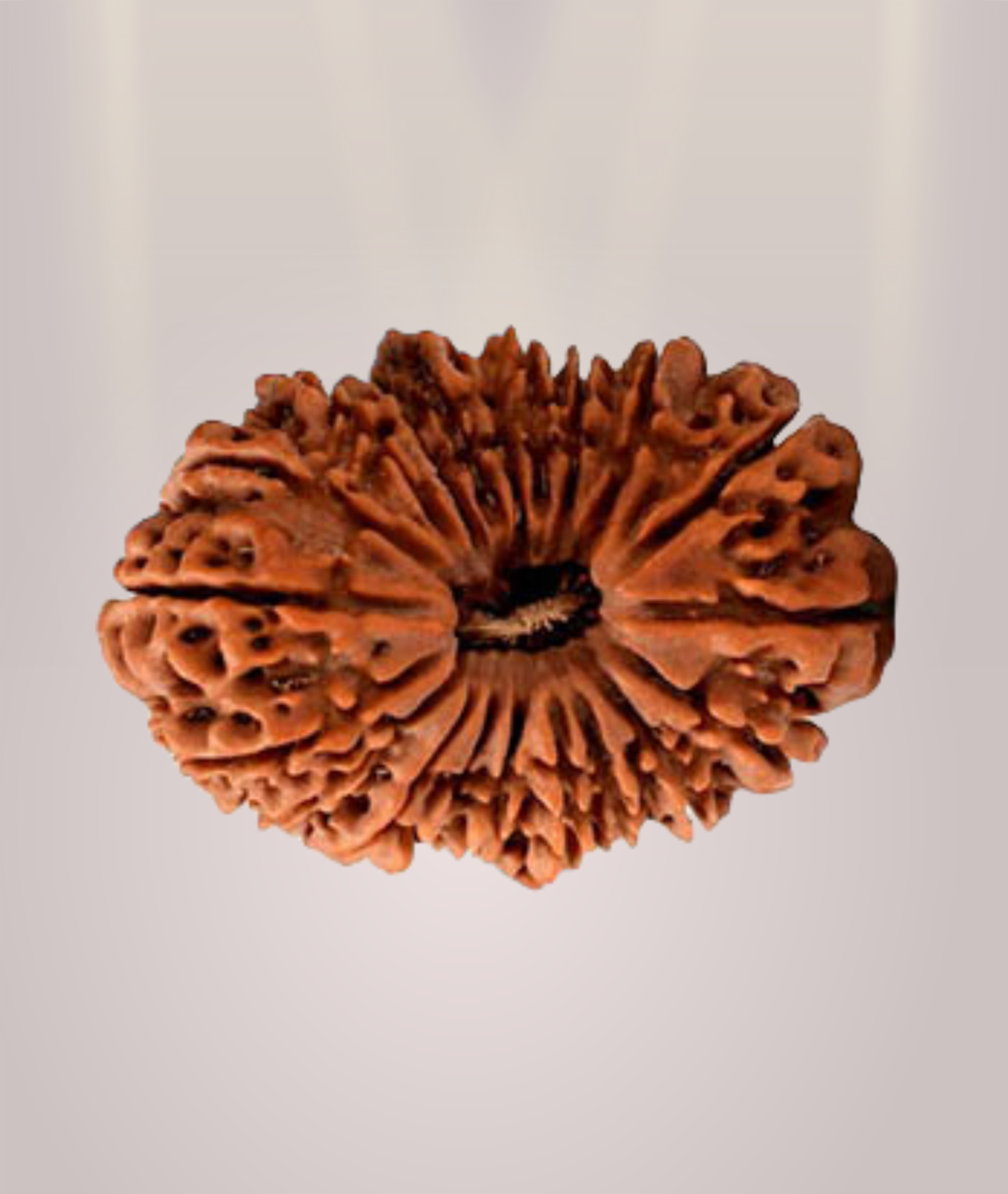 20 Mukhi Rudraksha
