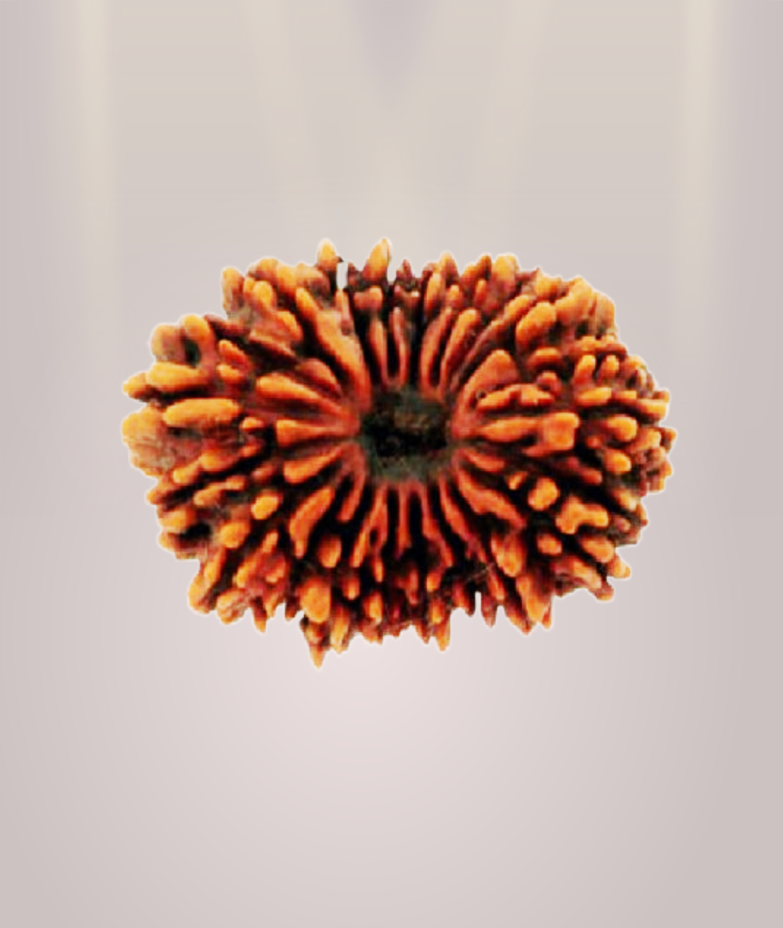 21 Mukhi Rudraksha