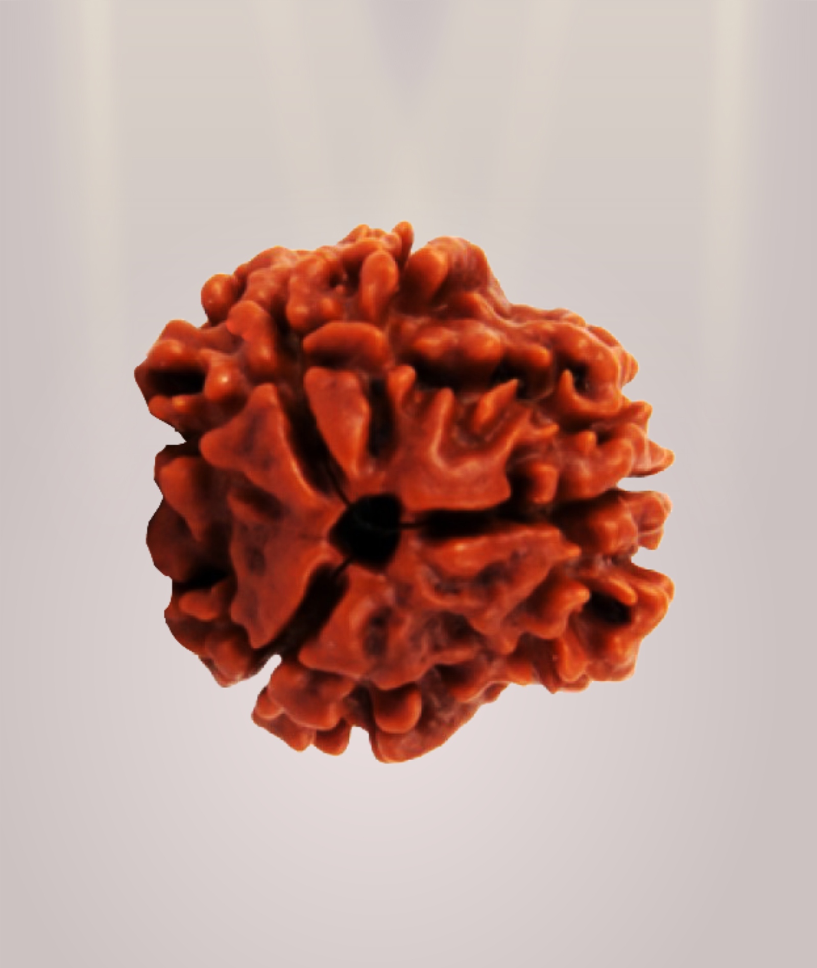 3 Mukhi Rudraksha