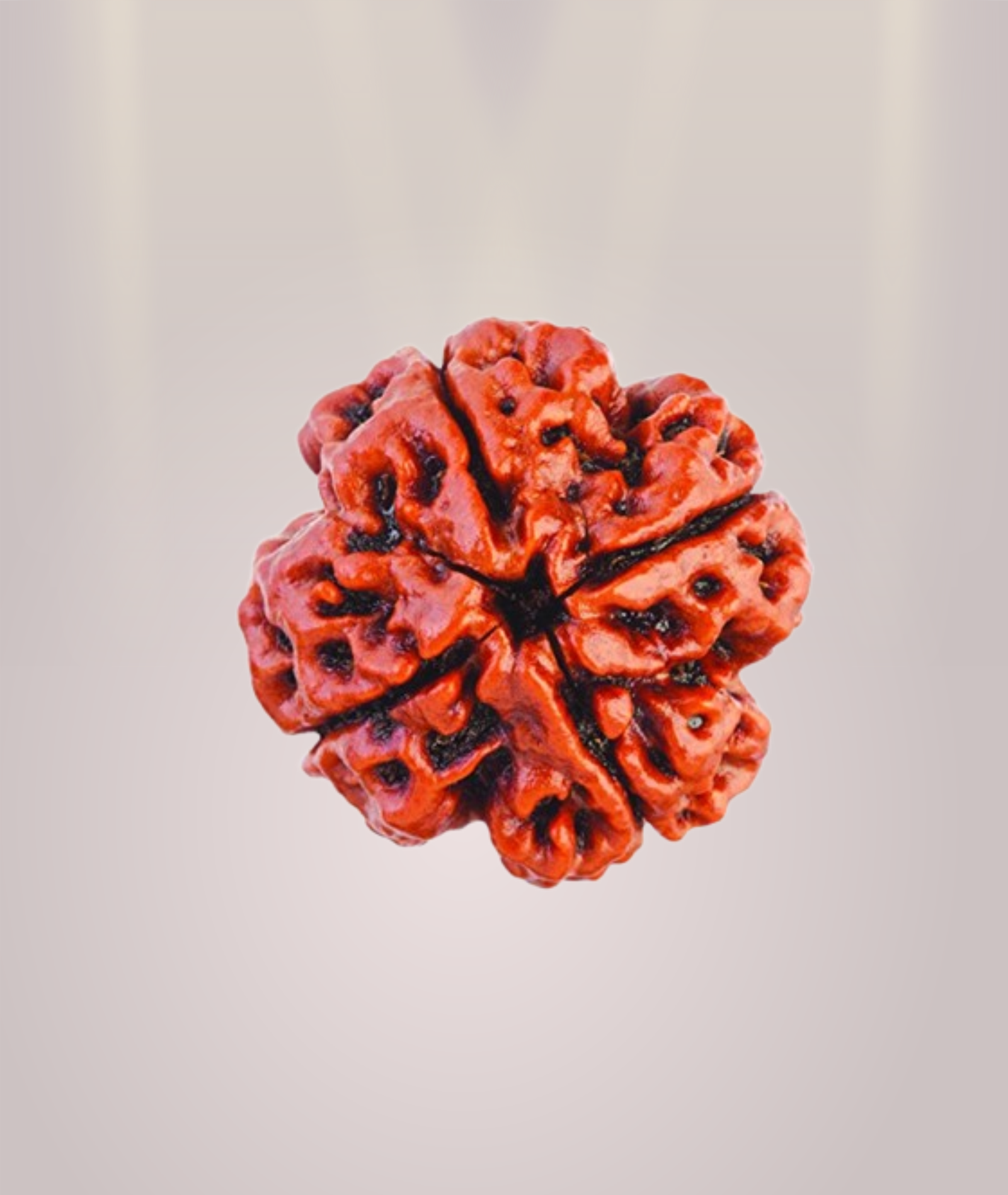 4 Mukhi Rudraksha