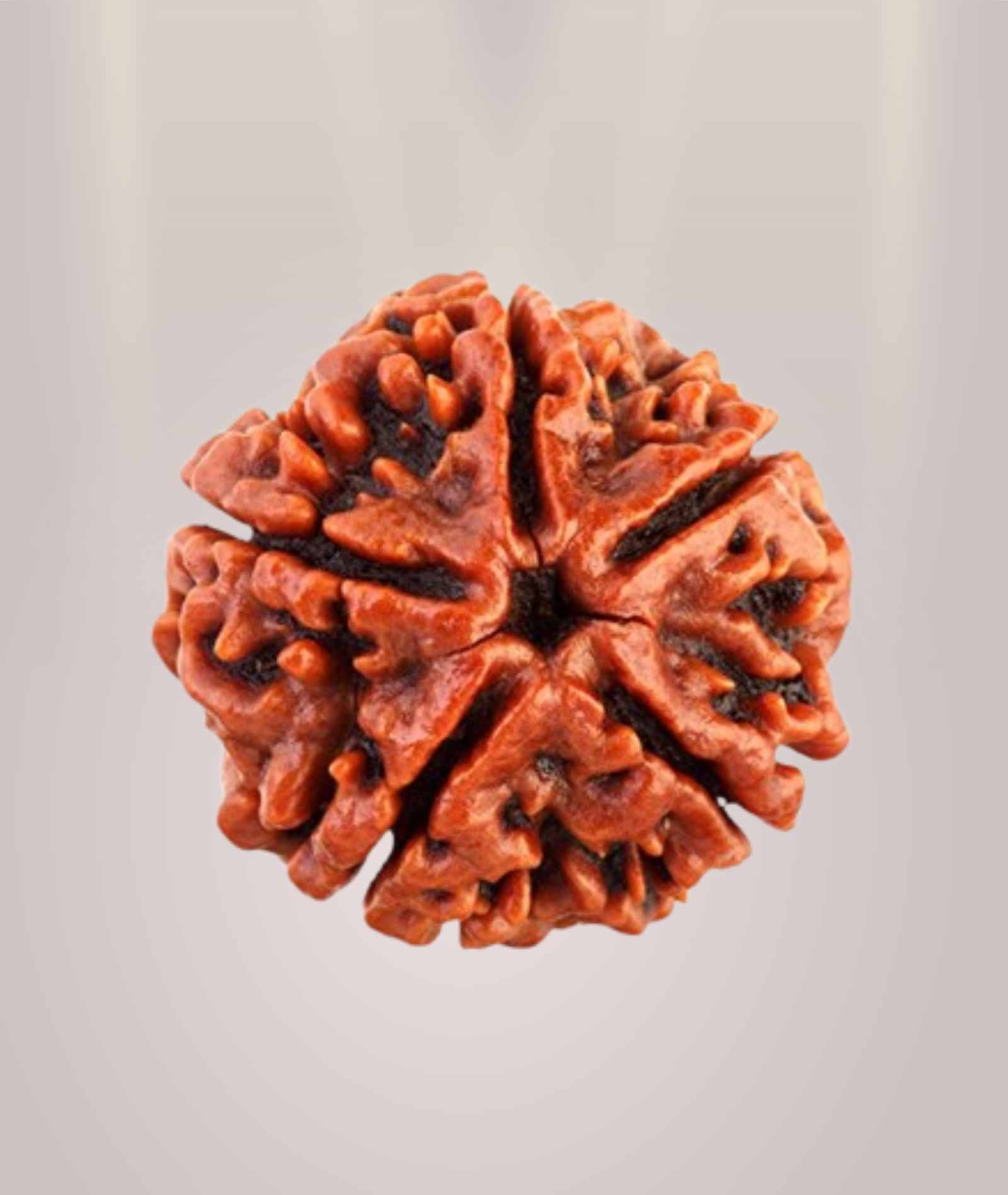 5 Mukhi Rudraksha