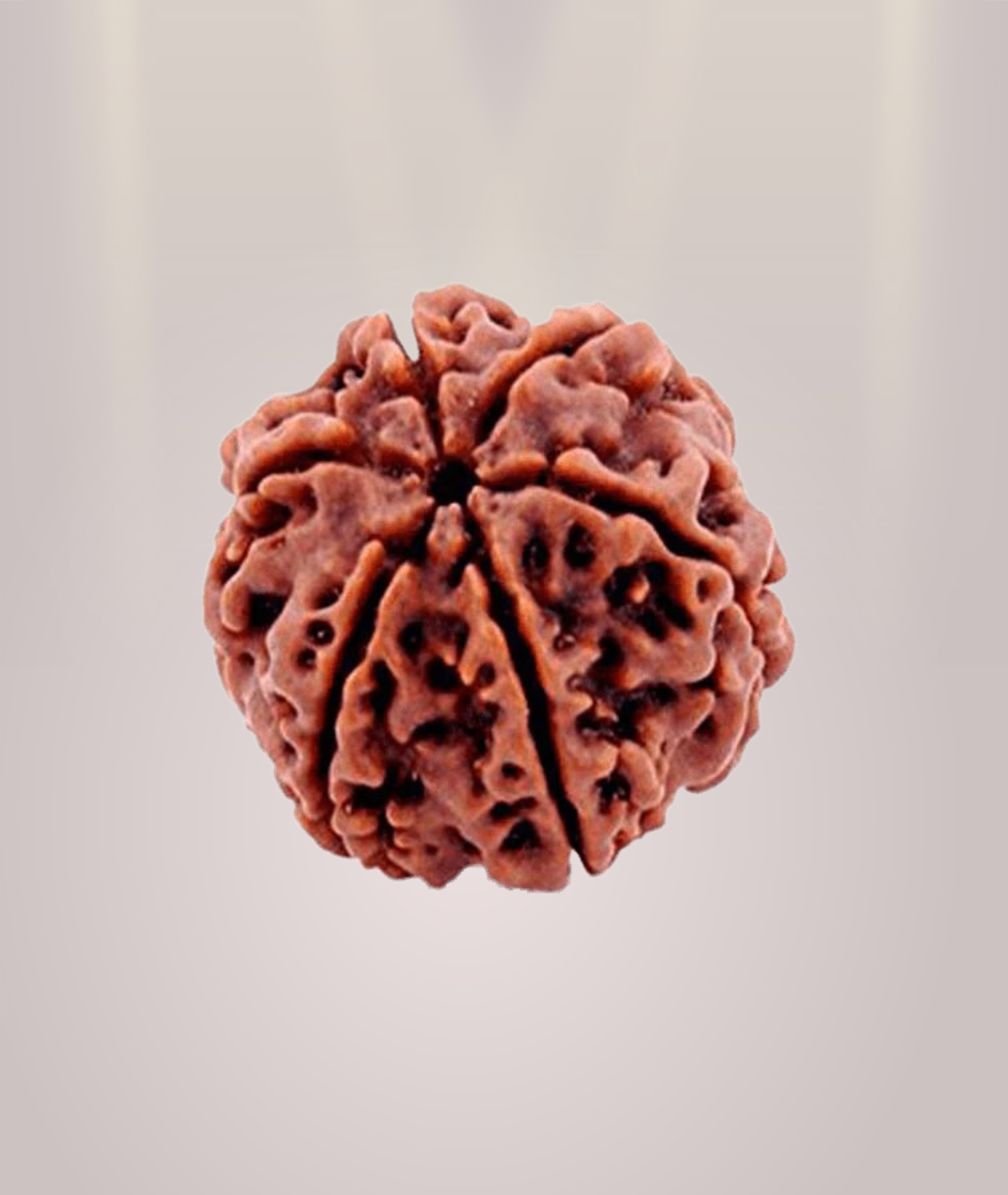 6 Mukhi Rudraksha