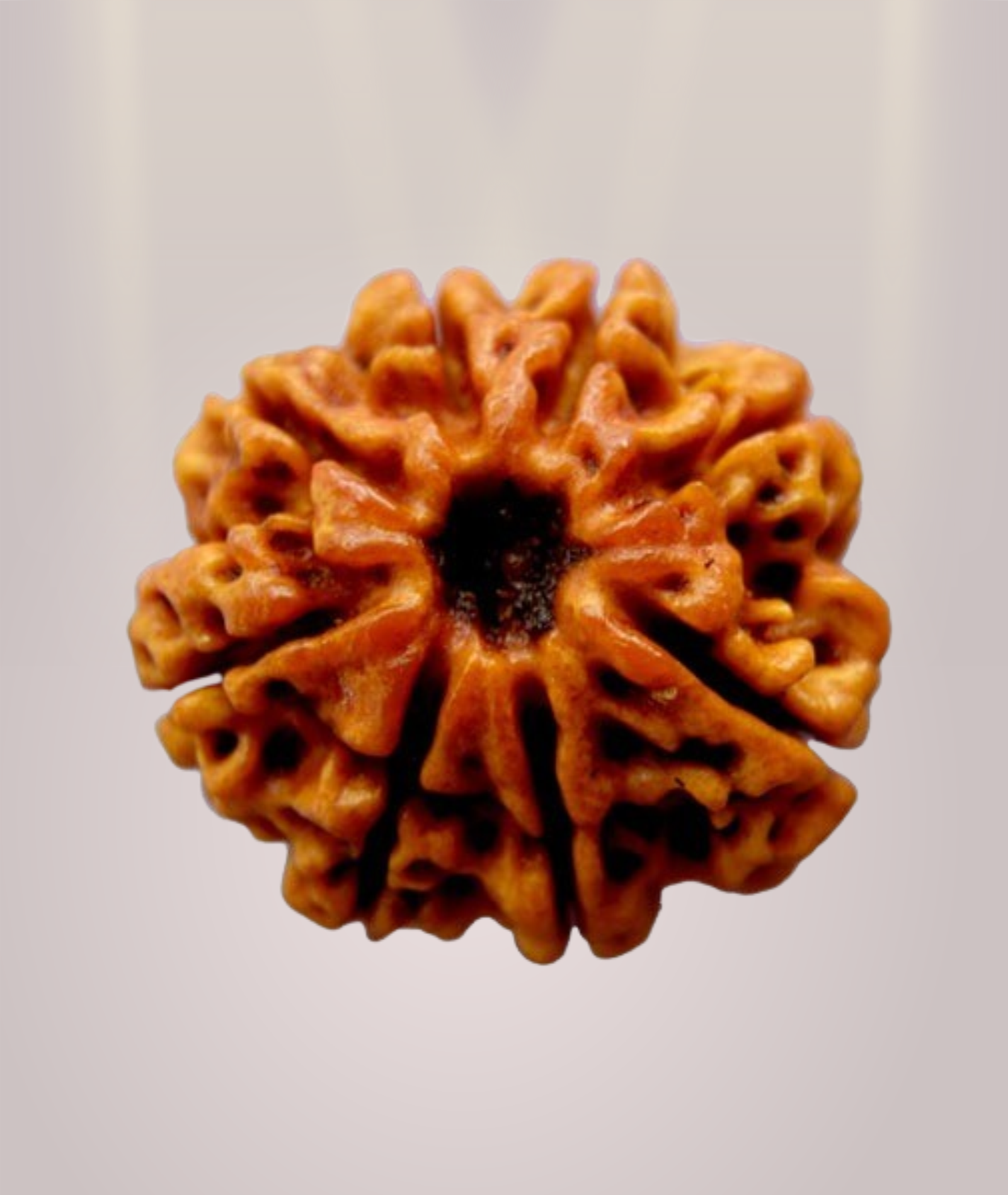 8 Mukhi Rudraksha