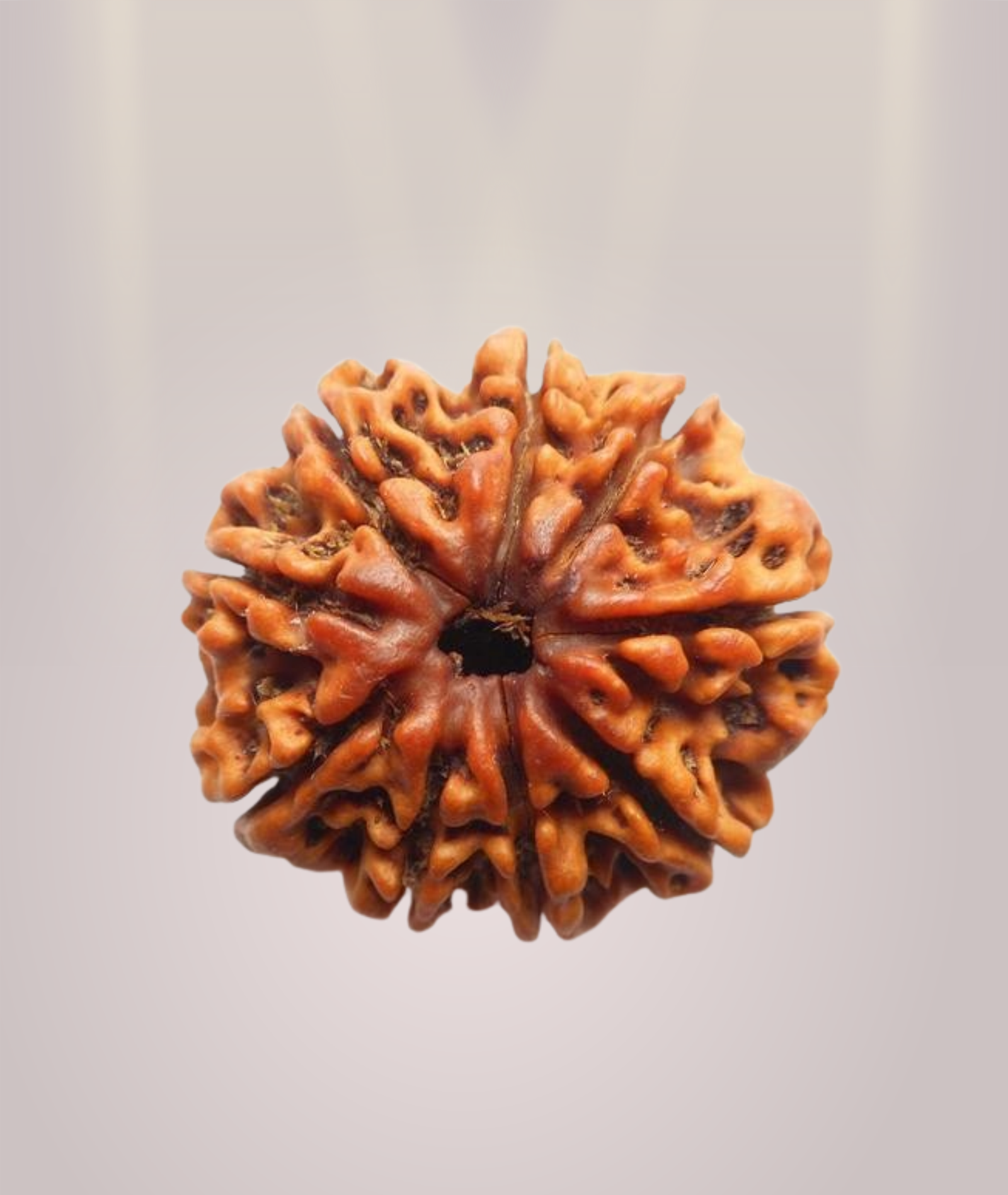 9 Mukhi Rudraksha