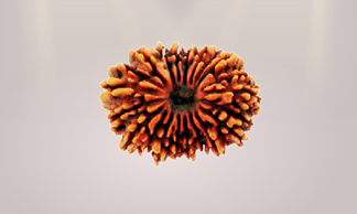 Rudraksha