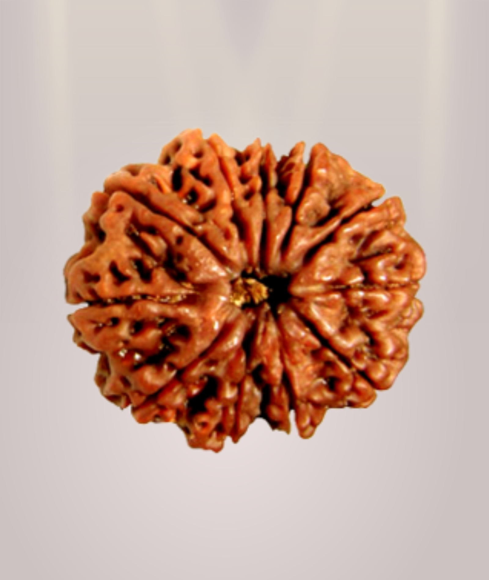 11 Mukhi Rudraksha