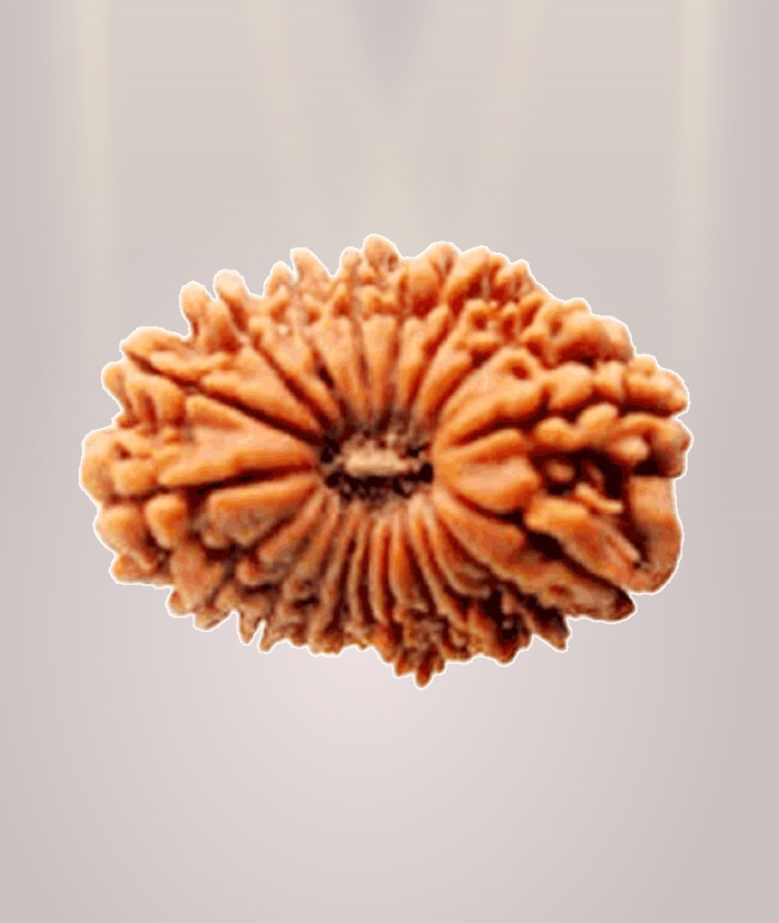 19 Mukhi Rudraksha