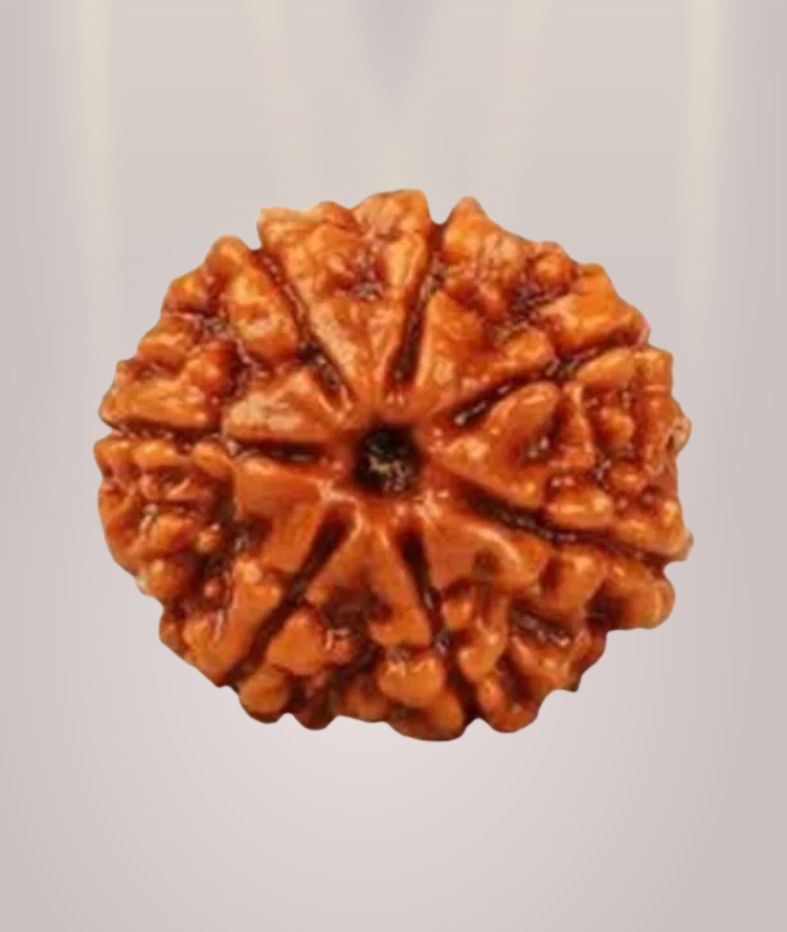 7 Mukhi Rudraksha